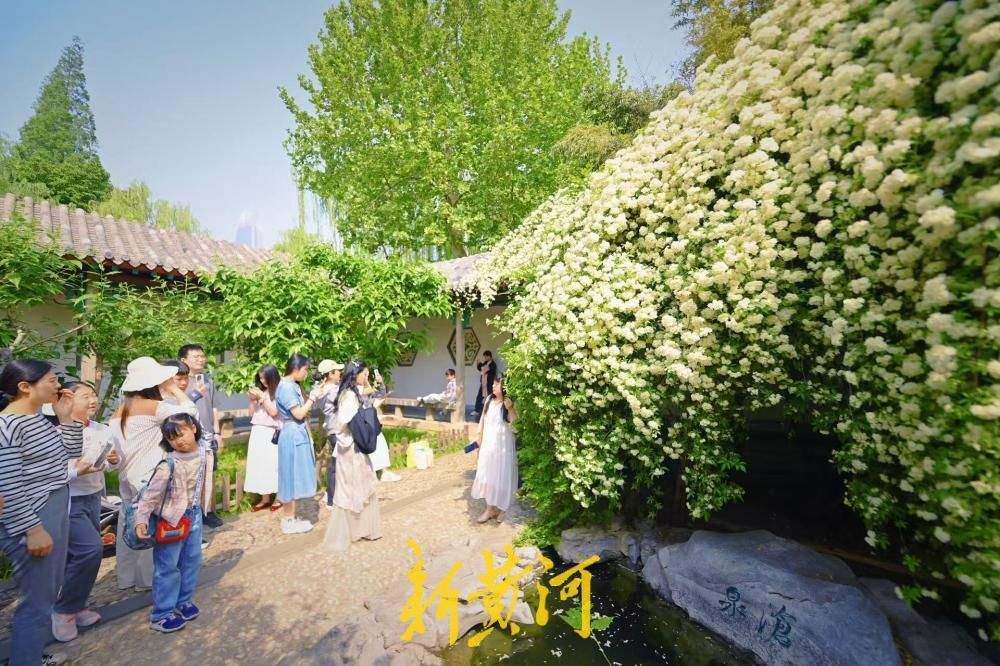 济南趵突泉公园木香花盛开如漫天繁星