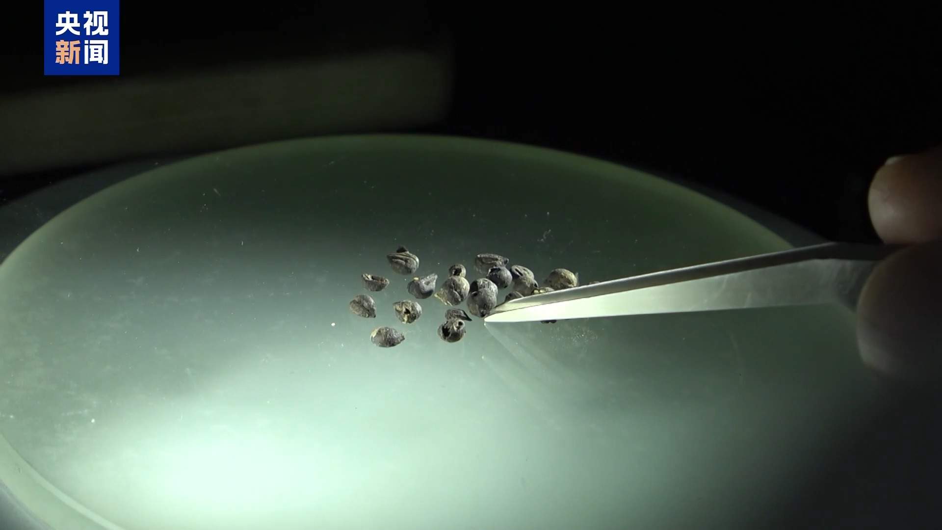 青铜时代先民或已栽培本土葡萄属植物 有种子为证→