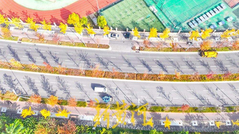 一年四季 泉在济南丨在济南CBD打卡深秋最美赏叶路