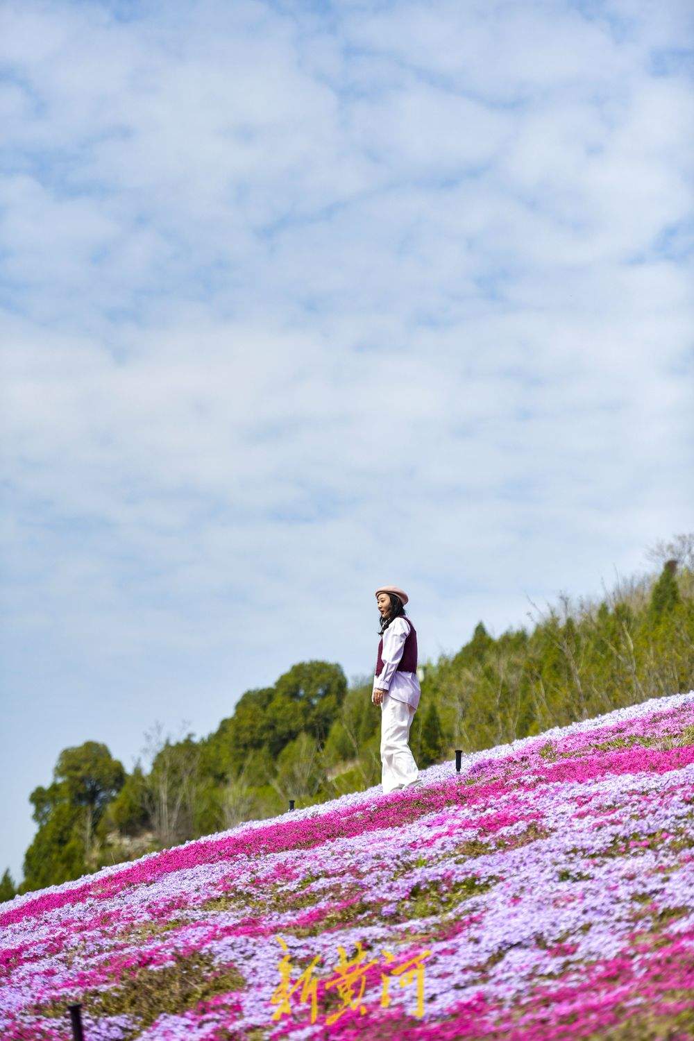 “泉”在济南过五一｜济南牧牛山公园福禄考花盛开