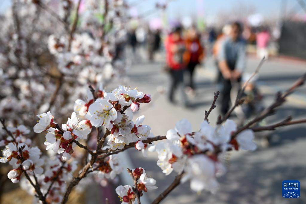 新疆吐鲁番：赴一场杏花之约