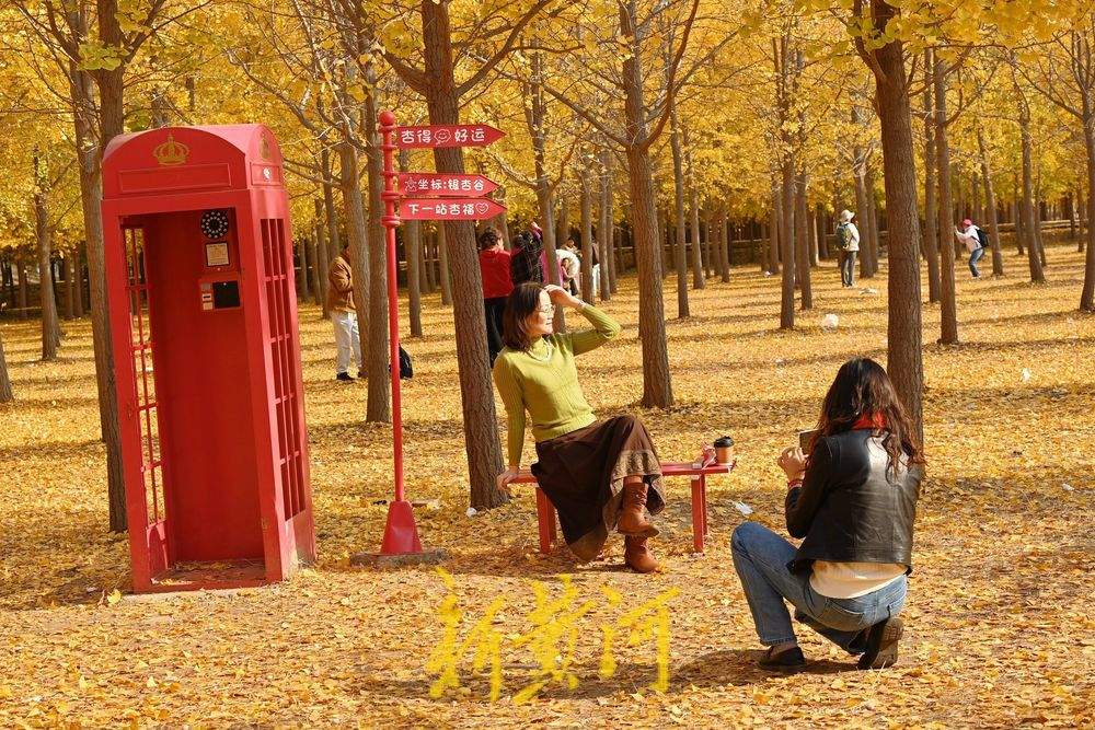 一年四季 泉在济南丨济南黄河银杏林穿“金”衣 市民打卡超美秋色