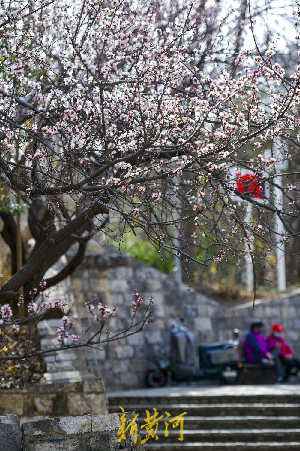 满园春花伴古城，济南最神秘公园里赏春