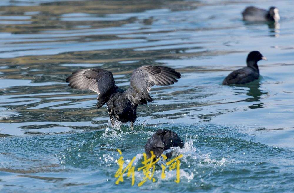 大明湖生态鸟岛 十几种鸟儿栖息觅食