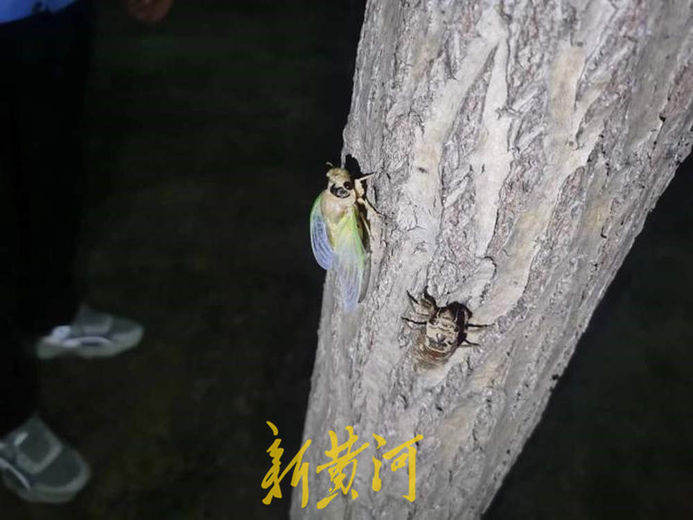 济南人有多热衷金蝉？养殖户一天接到上百个捉蝉咨询电话
