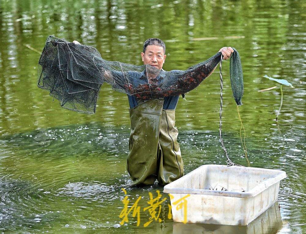 济南黄河北岸小龙虾迎丰收 高温下虾农捕捞不停歇