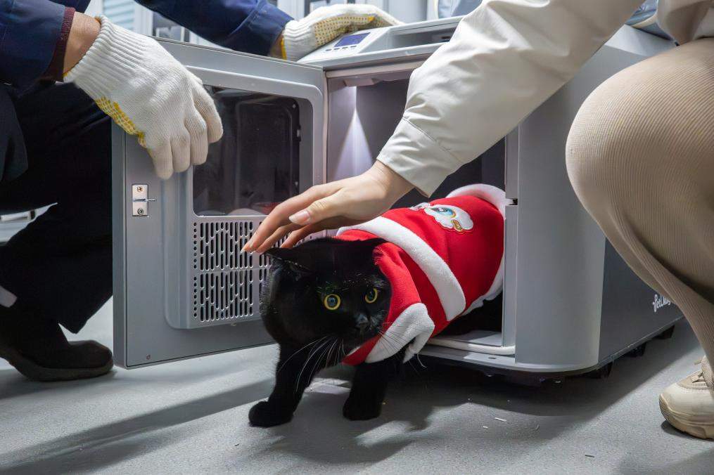 速度与温情——萌宠坐高铁体验中国春运