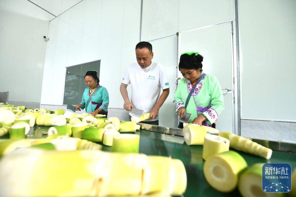 可爱的乡村——跨区域协作助深山苗寨产业发展