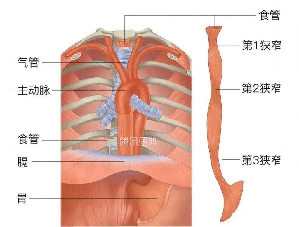 好吃却可能惹出大麻烦 警惕粽子里的“隐形刺客”
