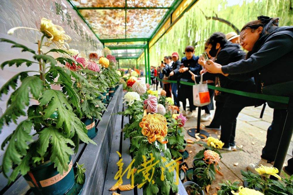 一步一景！趵突泉菊展进入最佳观赏期