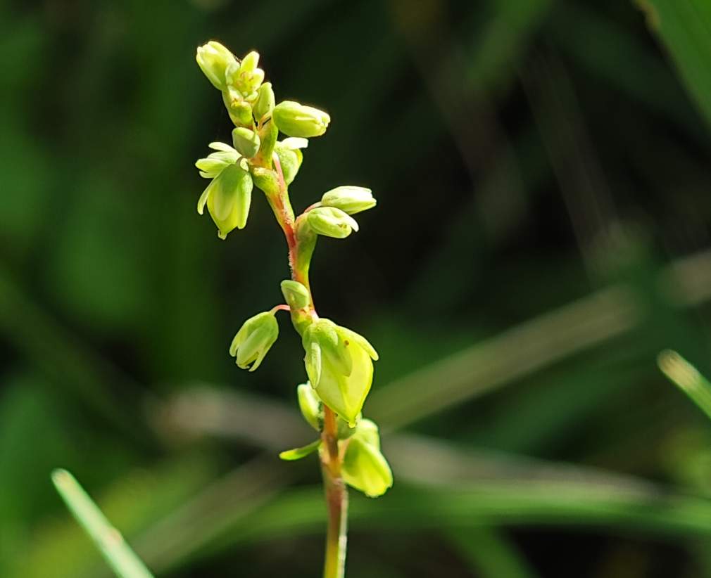 野生苦荞为何更耐盐？我国科学家揭示奥秘