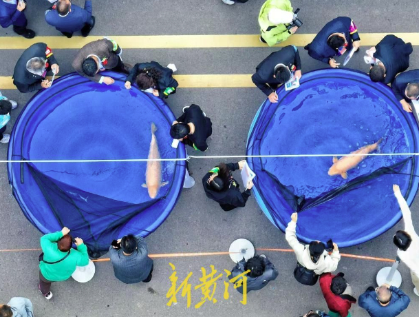 万尾锦鲤竞芳华,第六届名优锦鲤大赛在济南长清马山火热启幕