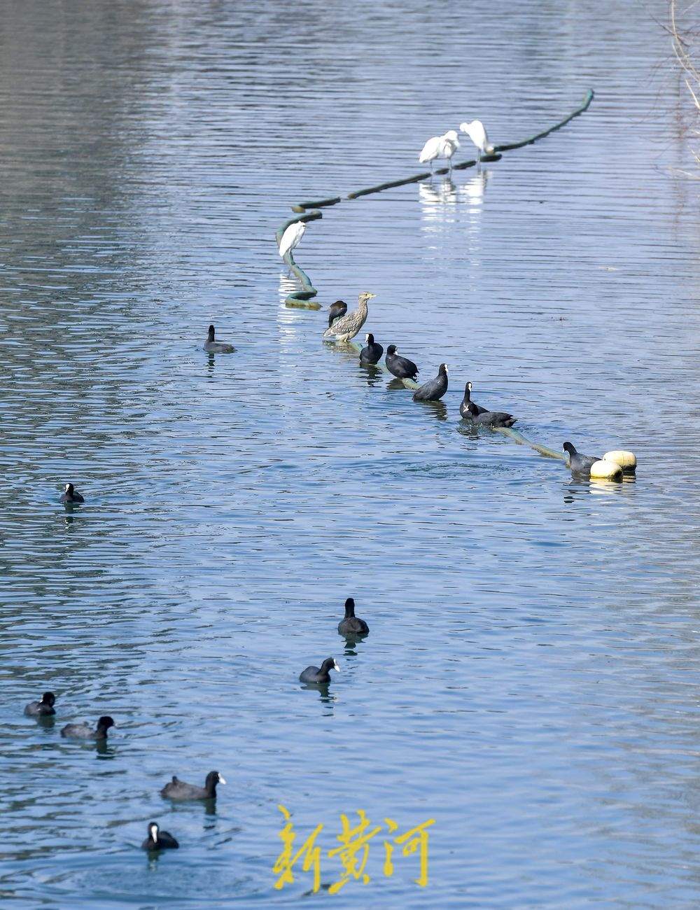 大明湖生态鸟岛 十几种鸟儿栖息觅食