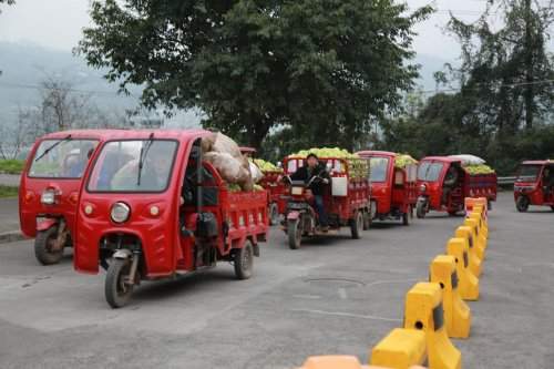 涪陵榨菜2026年青菜头收购启幕，效率与服务温度并存提质