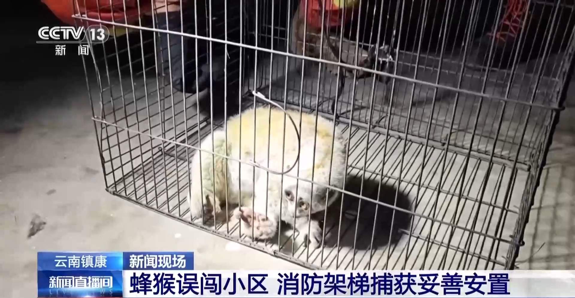国家一级保护动物蜂猴误闯小区 消防提醒切勿随意触碰