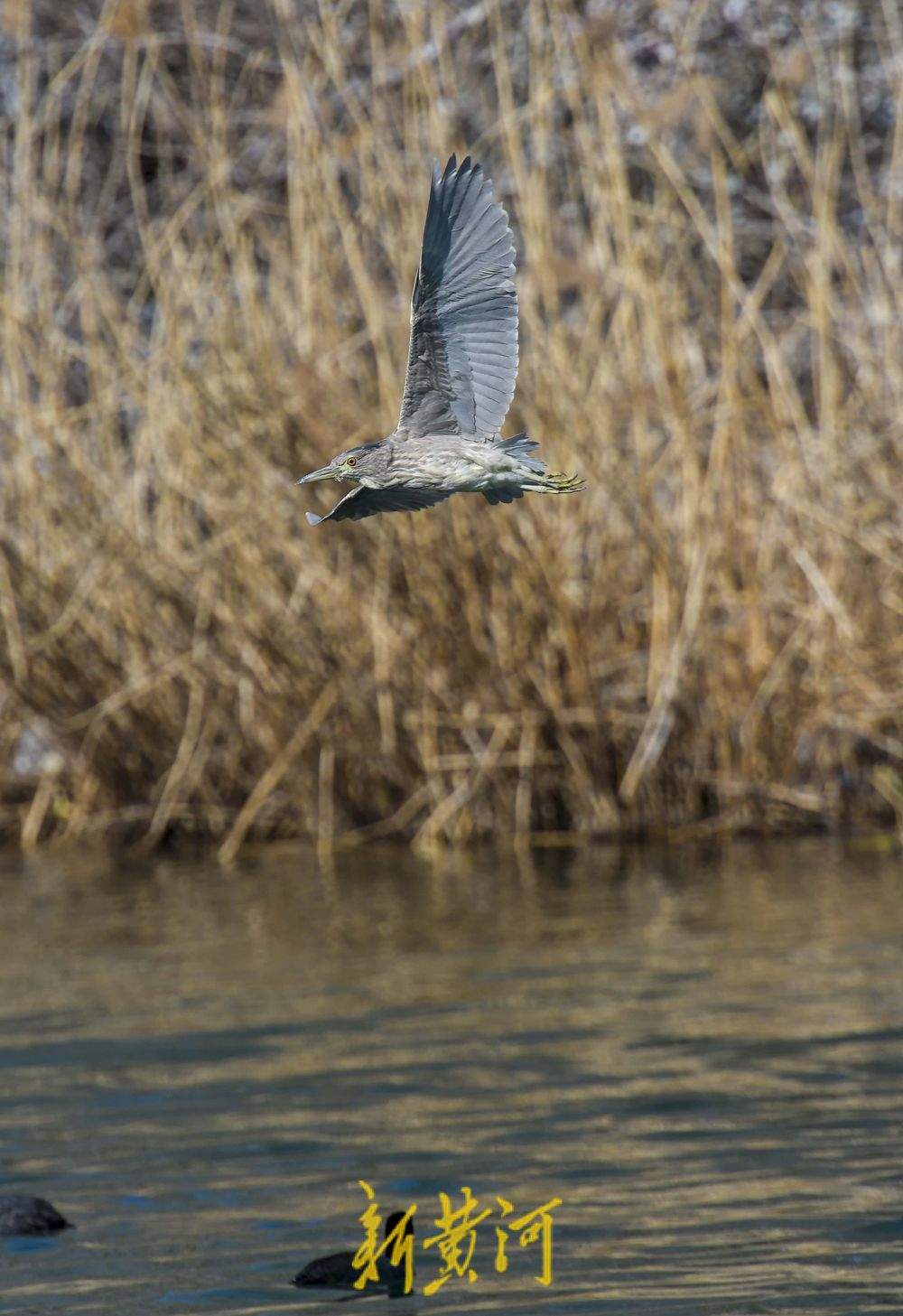大明湖生态鸟岛 十几种鸟儿栖息觅食