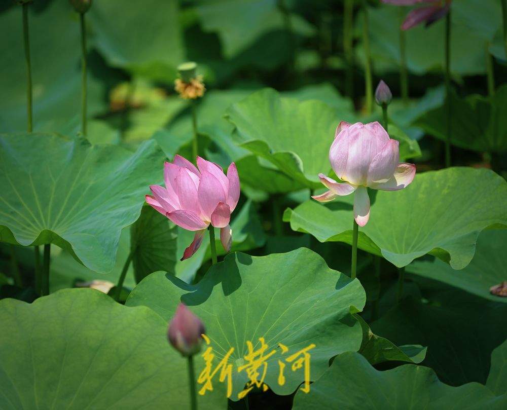 一年四季 泉在济南丨济南第一波荷花开了！森林公园众荷竞放