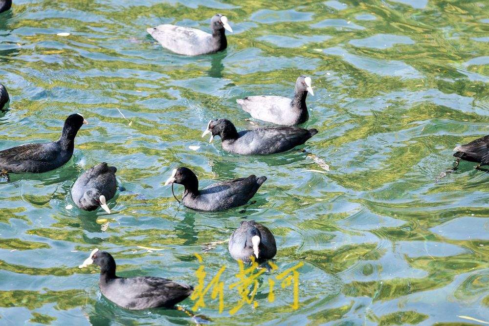 白骨顶鸡逐浪济南大明湖 保护动物见证泉城生态之美