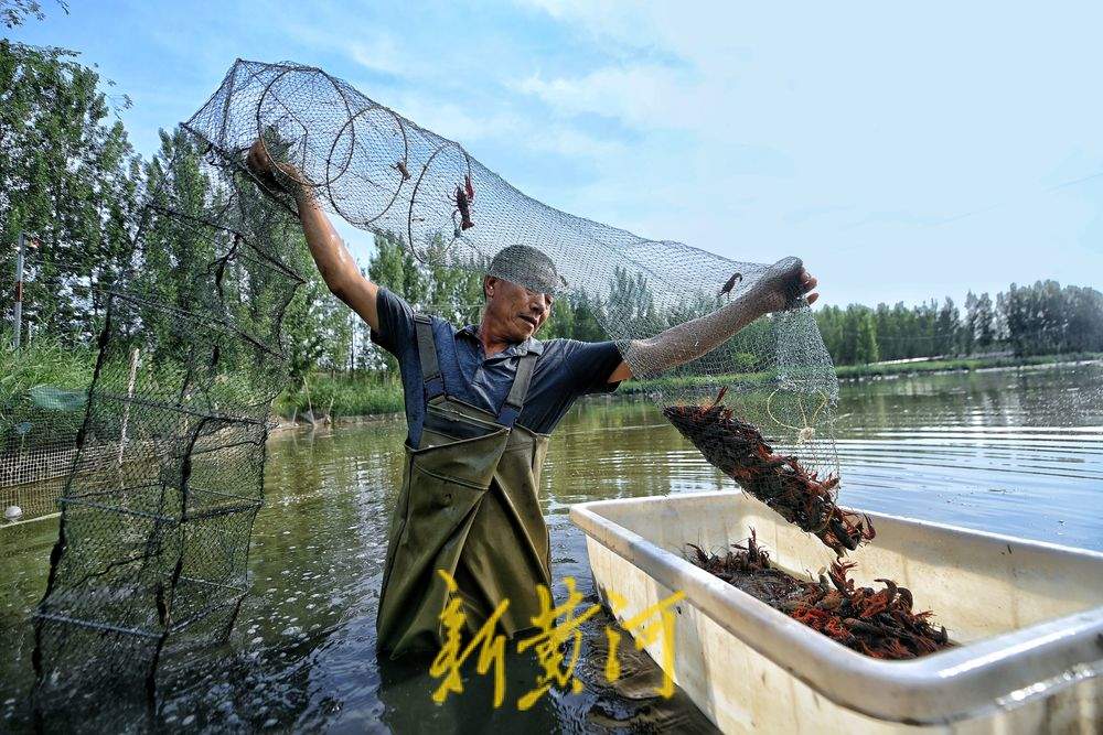 济南黄河北岸小龙虾迎丰收 高温下虾农捕捞不停歇