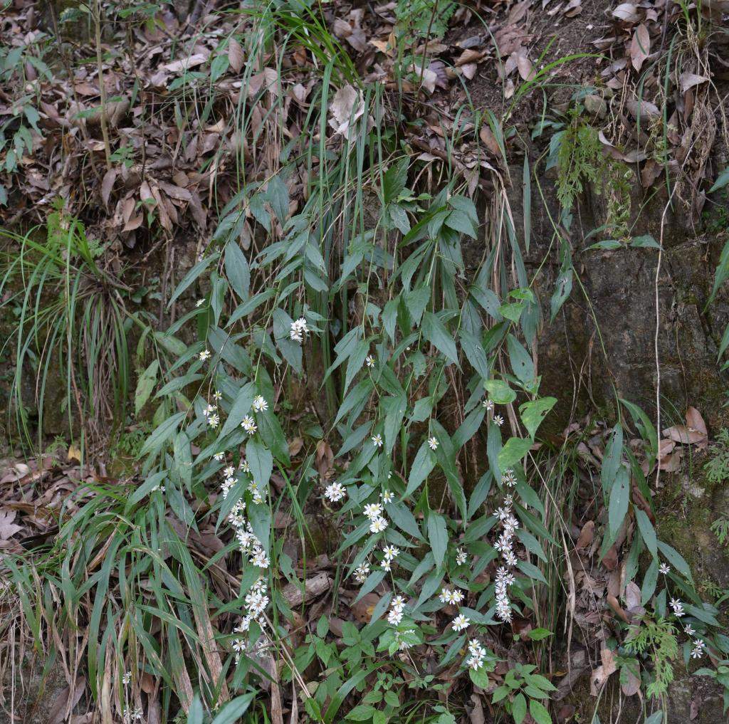 “麻阳河紫菀”是啥？咋发现的？