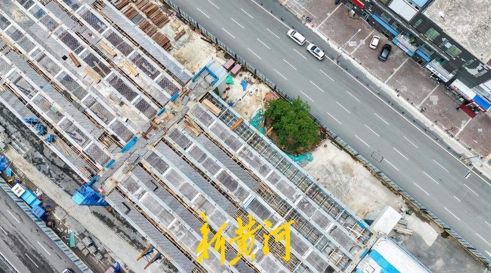 百年古树与高架相伴,守望城市新脉动