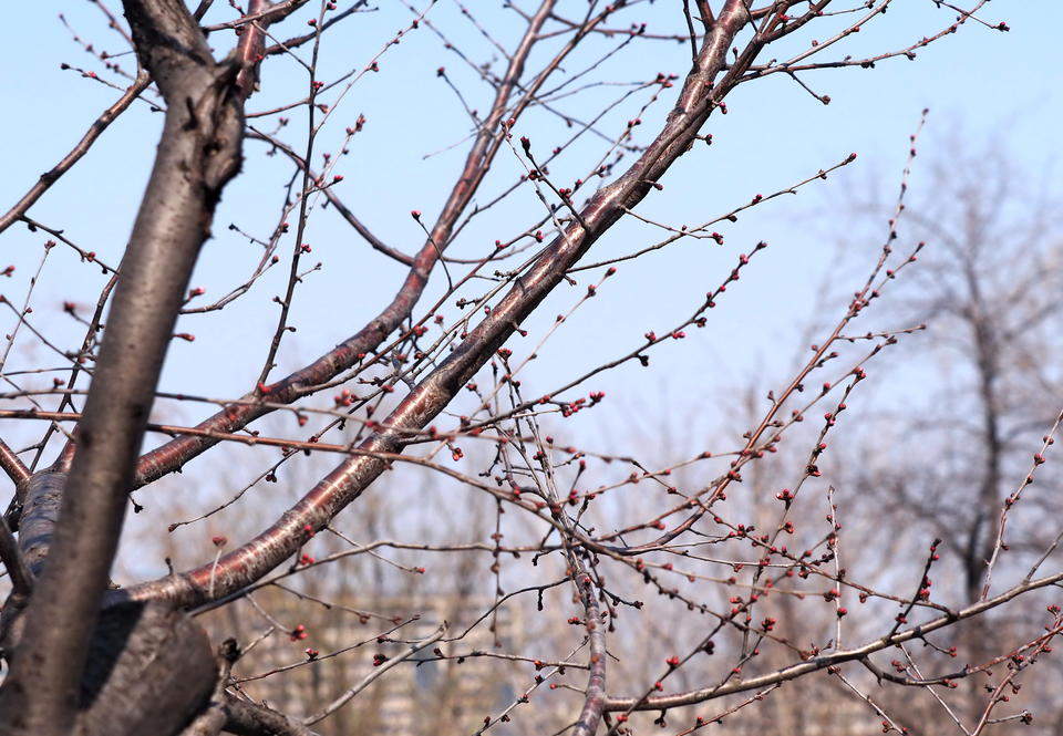 满园春色关不住，千佛山的山桃花马上就开了