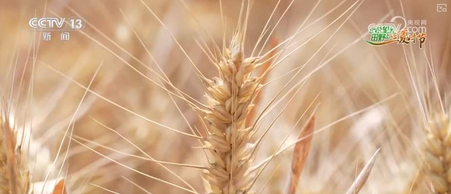 “九成熟，十成收；十成熟，一成丢” 