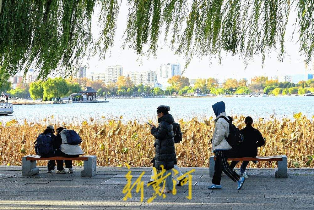 济南迎寒潮天气 大明湖畔游客寒风中赏残荷韵味足