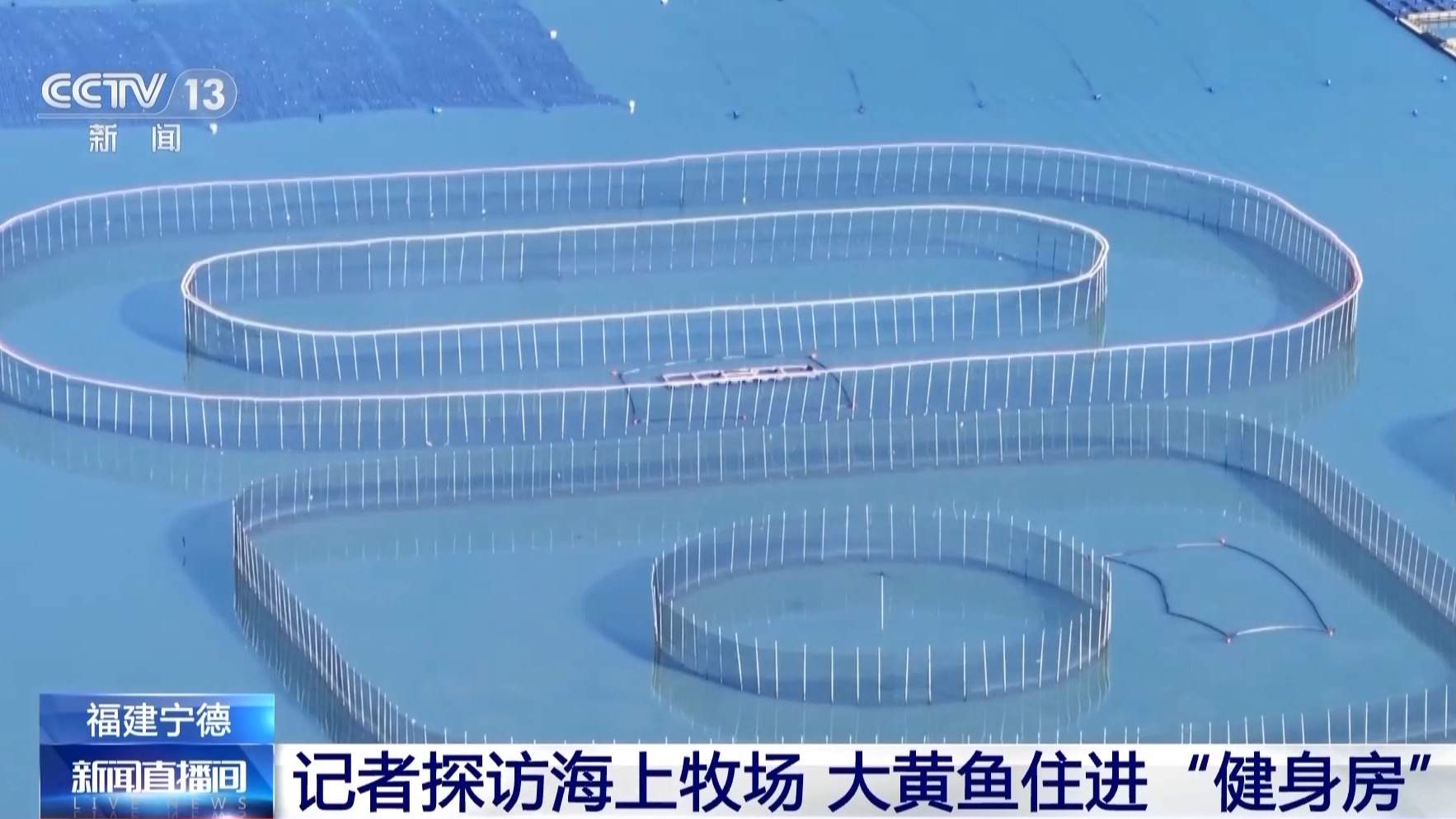 在这座海上牧场,大黄鱼住上“健身房”