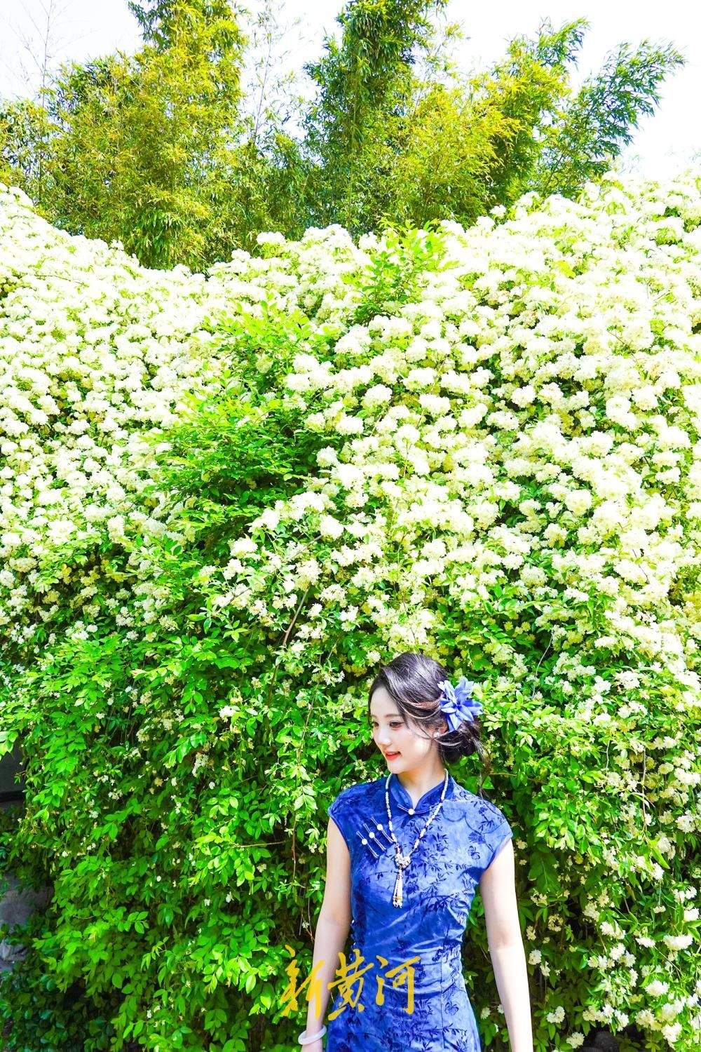 往年深藏园中飘“暗香” 今年花开如瀑成“网红”