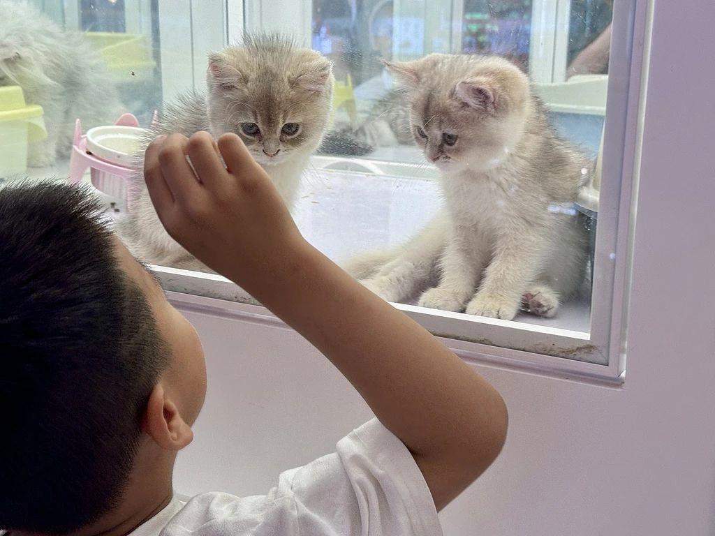 “0元购”后猫财两空！起底“免费领养”背后的“猫贷”套路