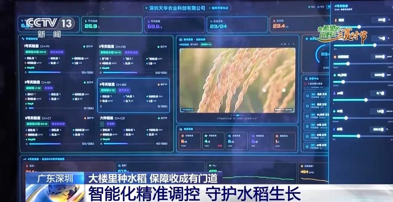 楼里种水稻，一年收四次 探访河套合作区里的室内“稻田”