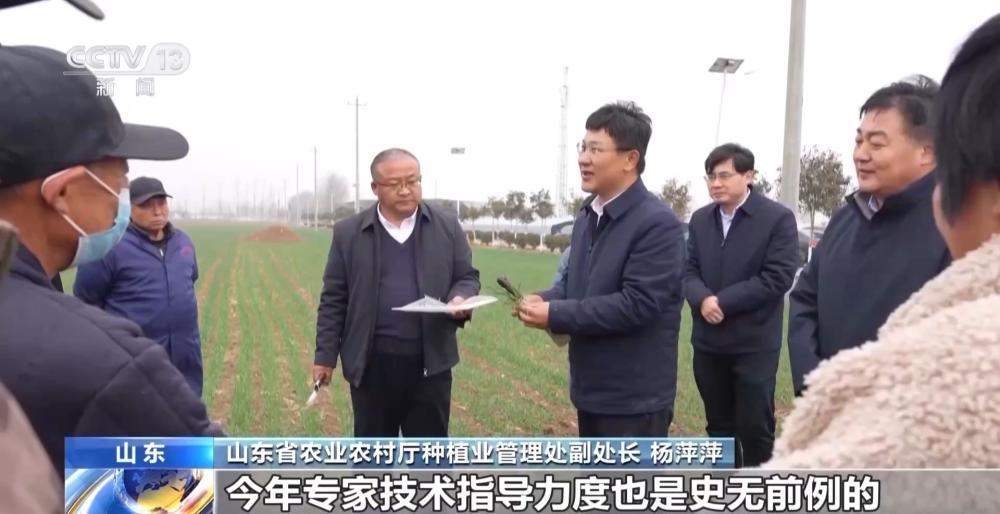 晚播麦吃上“营养餐”，山东精细化田管助小麦“强筋健骨”