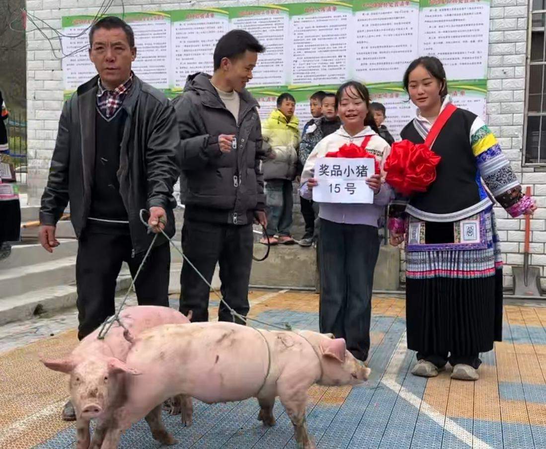 贵州一山村小学24名学生获奖小猪 抓阄分配现场牵走