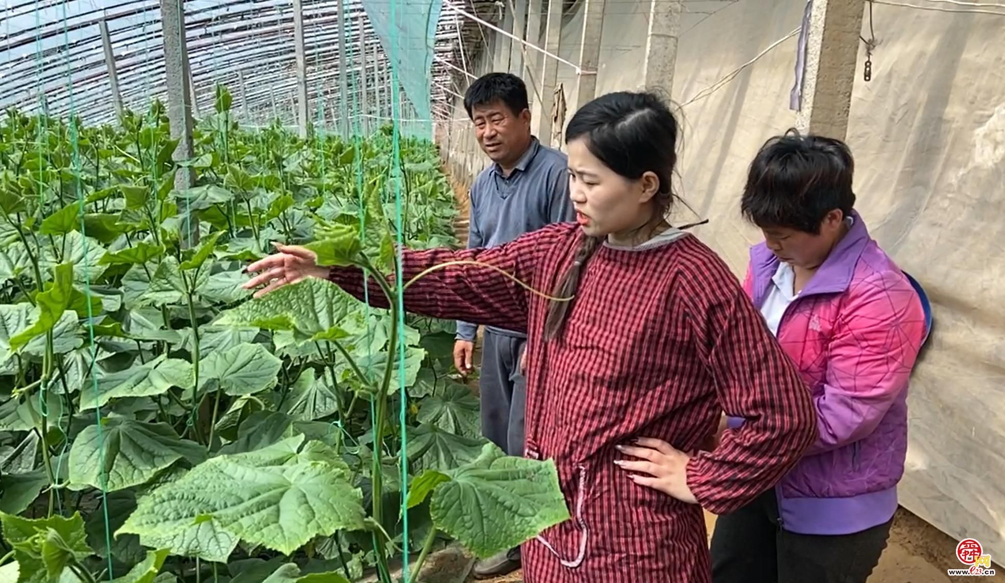 融媒·先锋丨父辈脚踏实地深耕沃土，青年科技赋能助力兴农——  瓜棚父子兵