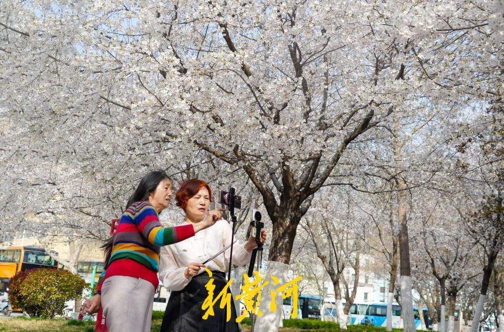 一年四季 泉在济南丨滨湖广场700余株樱花进入最佳观赏期