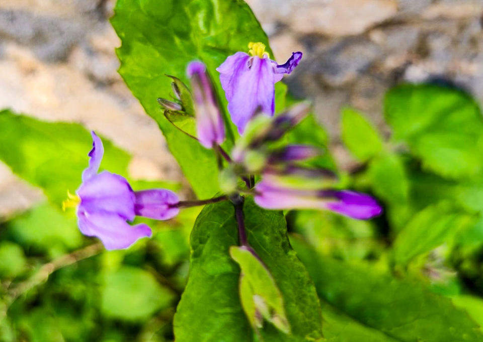 济南树荫下的二月兰开始绽放，紫色浪漫大片即将上演