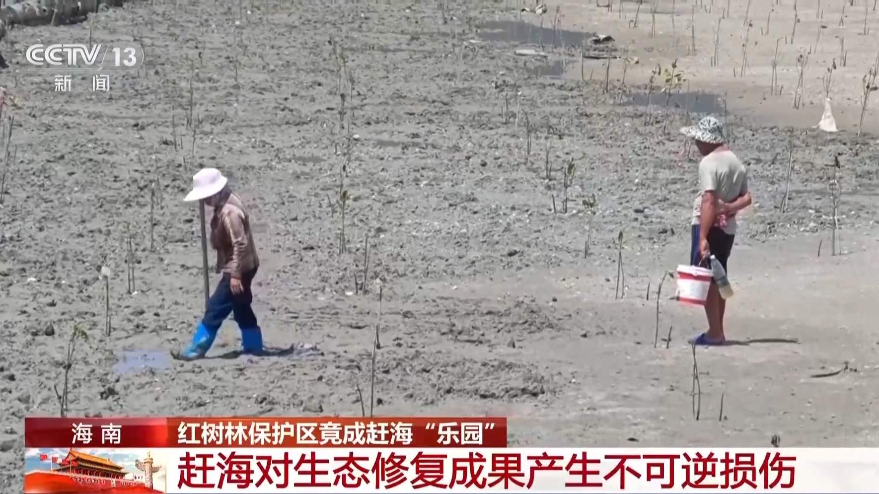地笼泛滥 红树林保护区竟成赶海“乐园”!记者调查