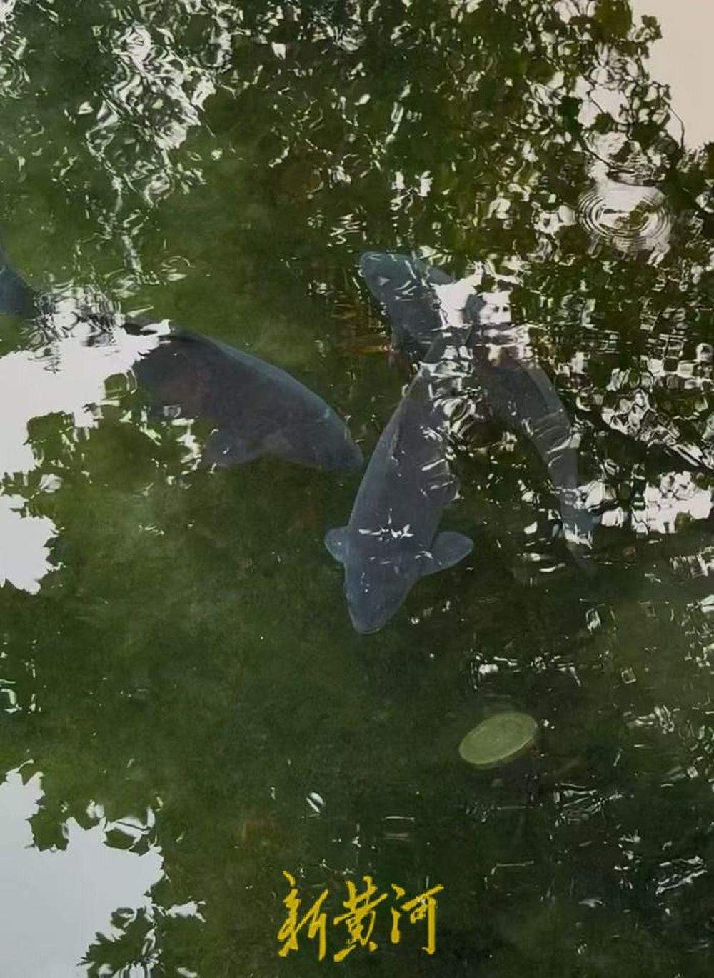 趵突泉“猪鲤”超重，景区工作人员友情提示“再喂就嘎了”