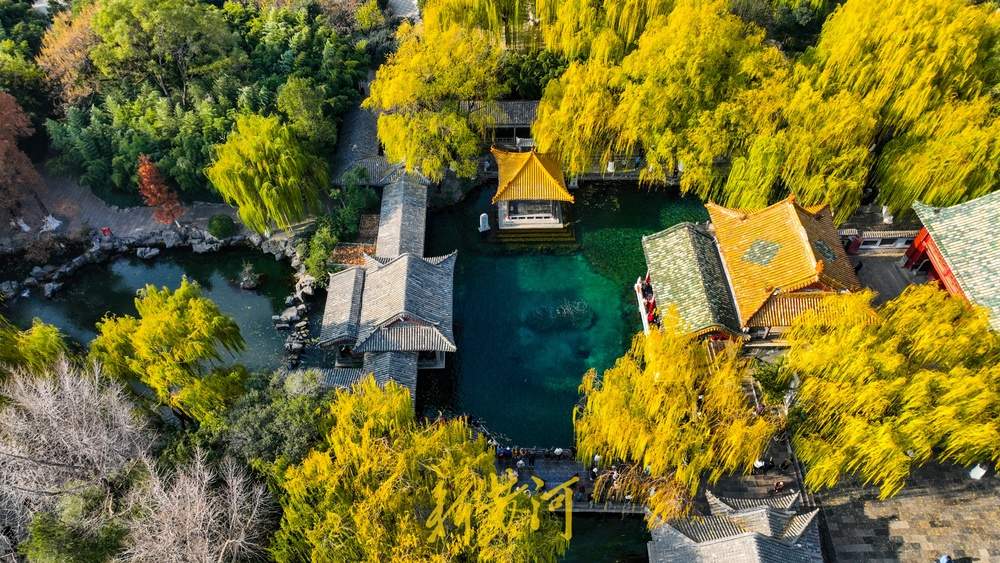 济南趵突泉开启冬日黄金季，泉畔金色垂柳暖意浓