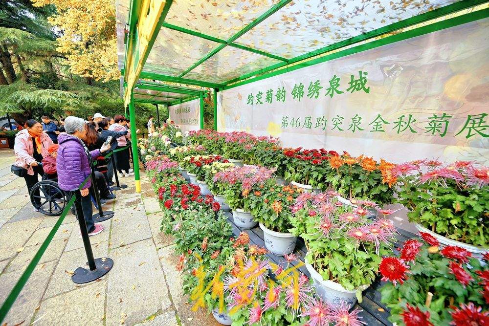 一步一景！趵突泉菊展进入最佳观赏期