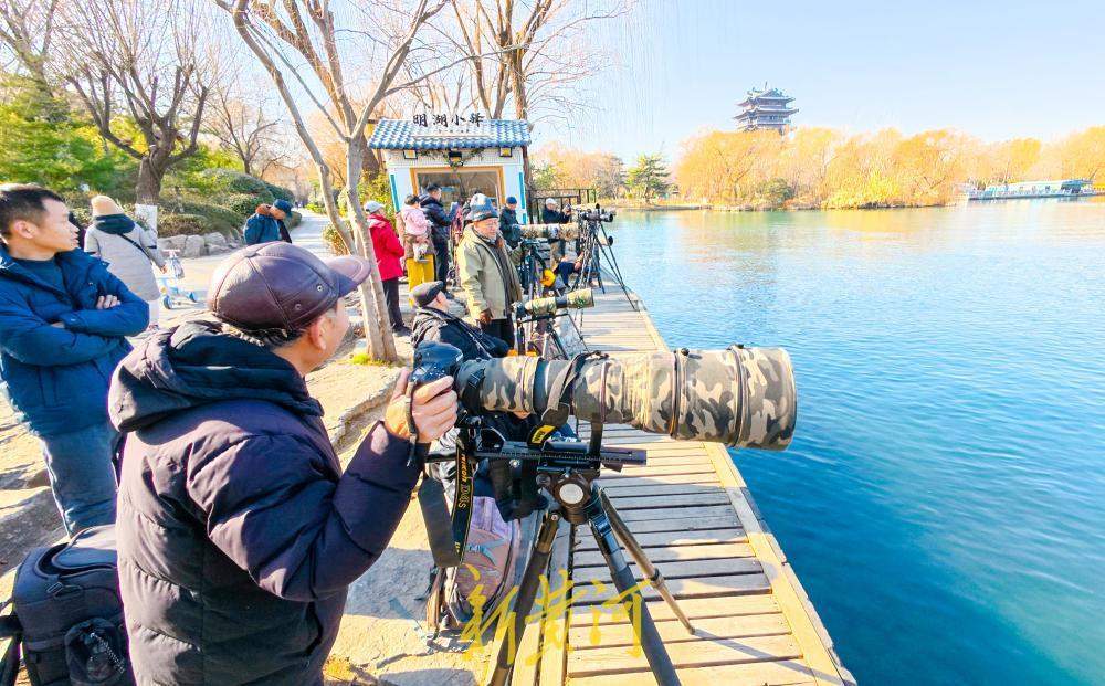 泉水汇聚变身鸟类乐园 济南大明湖引摄影者与候鸟和谐互动
