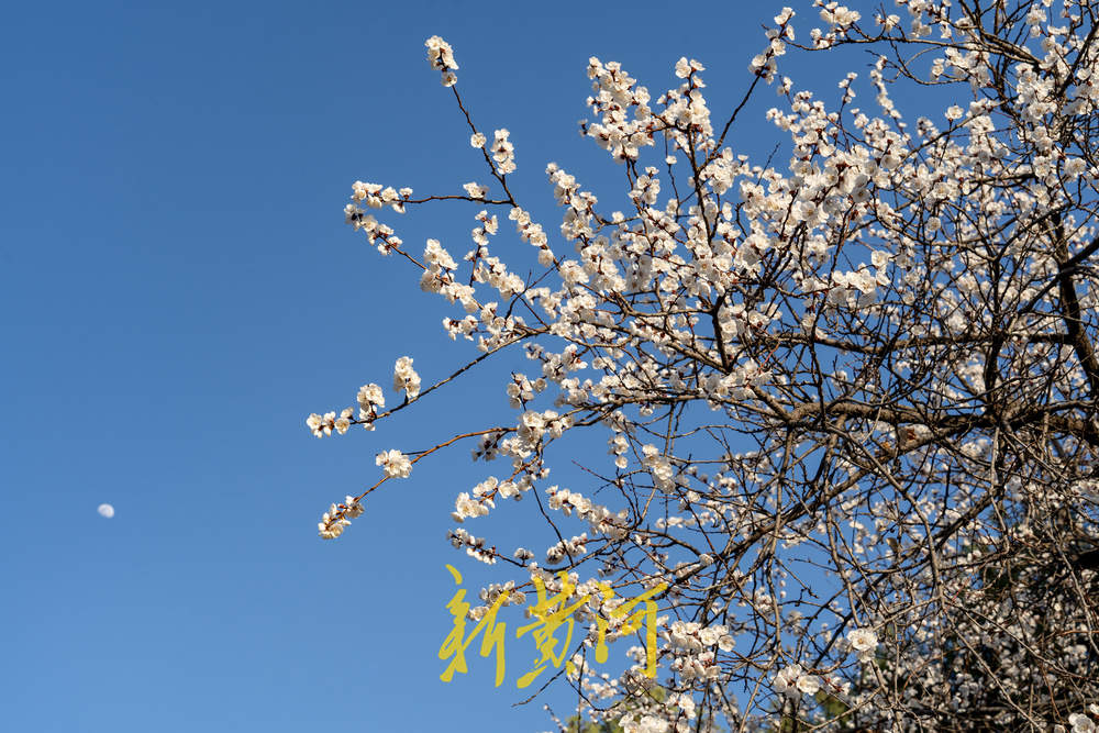 杏花飘香！春日“迷失”在千佛山的杏花林