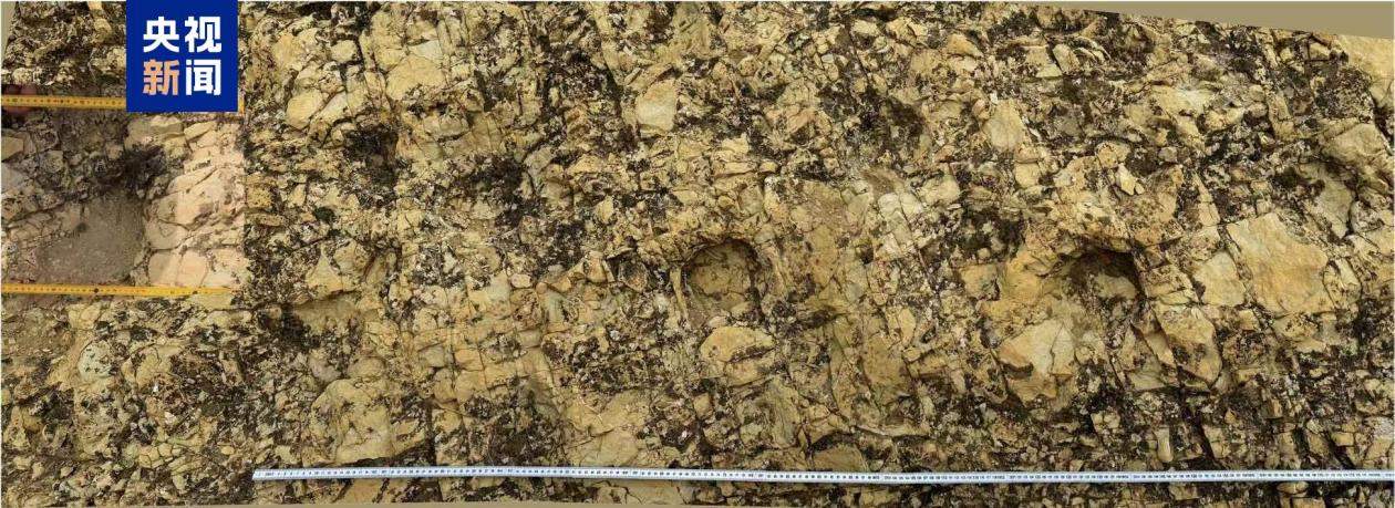 首次记录 宁夏中部发现蜥脚类恐龙大面积足迹群