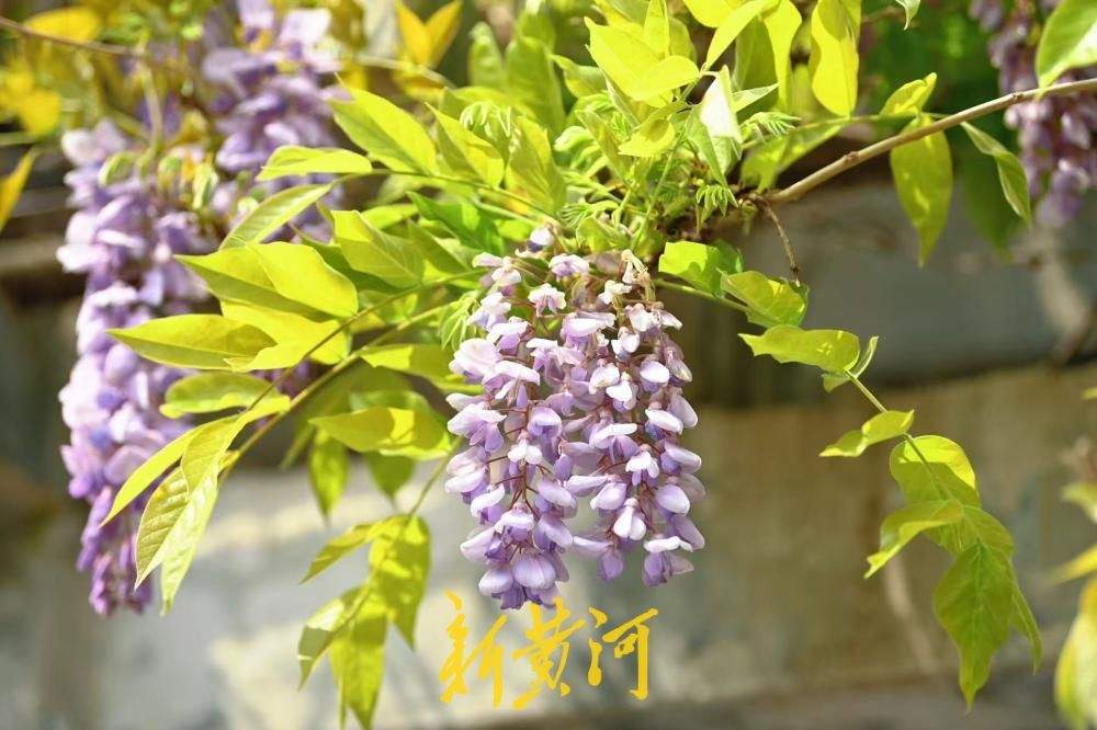 济南大明湖畔紫藤花盛开 邂逅紫色浪漫