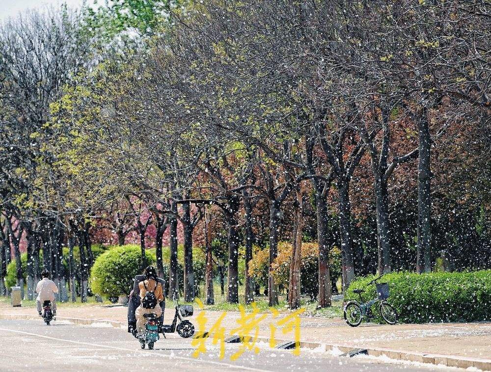 泉城进入杨柳絮高发期，犹如满天飞雪