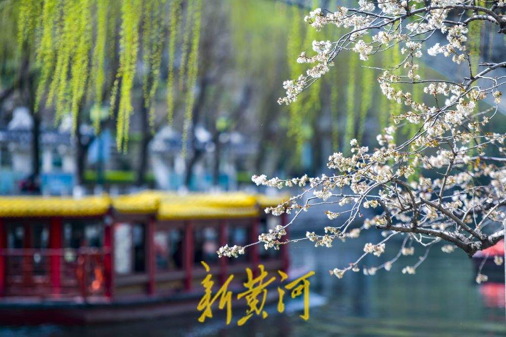 济南护城河畔“独树一枝”变身网红打卡点