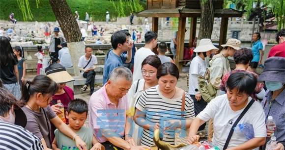 欢畅喷涌！黑虎泉水位攀升11厘米