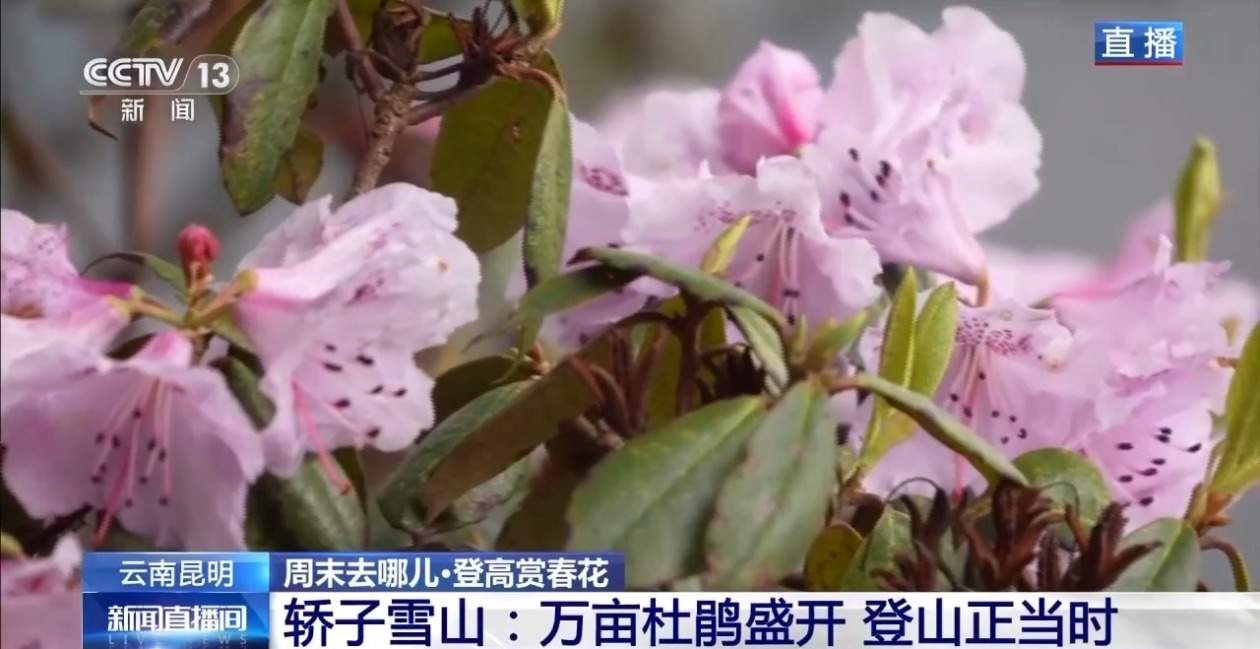 “五一”去哪儿？攀登华山有“外挂” 雪山杜鹃醉春光