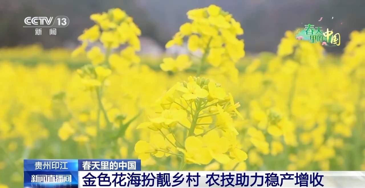 各地春日赏花有哪些好去处？请看这份赏花攻略